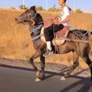 فروش اسب نریان یورغه