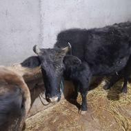 گاو تالشی جوان