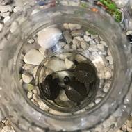 لاکپشت دوزیست دوبندی