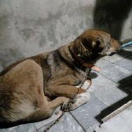 سگ اصیل افغان سرابی