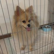 پامر روباهی واگذاری