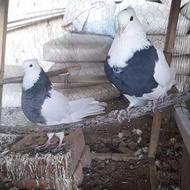 یک جفت طوق گل دار