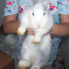 دوتا خرگوش نرم سفید و سالم،یکیشون نژاد لوپ