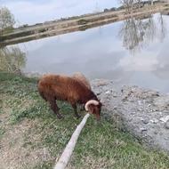 فروش صد راس بره نر