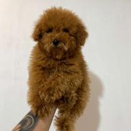 سگ نژادی توی پودل واگذاری