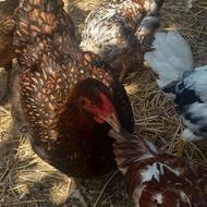 مرغ ویاندوت