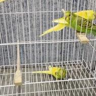 جوجه مرغ عشق تازه دونخور شده