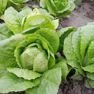 کاهو فروشی | قیمت توافقی