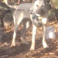 طوله سراب 8ماهه