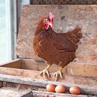 مرغ تخمگذار نژاد گلپایگانی