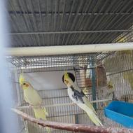 جفت عروس هلندی دوکت لوتینو و دوکت آلبینو