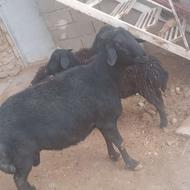 قوچ قره قزل به شرط پرش بالای 100 کیلو