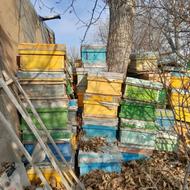 کندو زنبور عکس معلومه که چیه