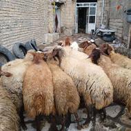 14راس گوسفند ابستن سنگین شیره دار