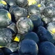 خریدار محصولات کشاورزی