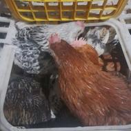 خروس محلی 4و6ماههه اس