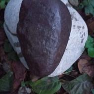 فروشیه میفروشم