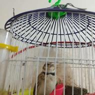 سهره قناری مستخون