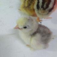 تخم نطفه دار مرغ محلی