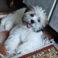 واگذاری سگ فوری