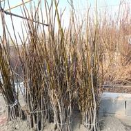 نهالستان نهال وکیلی