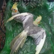 عروس هلندی 3 ماهه