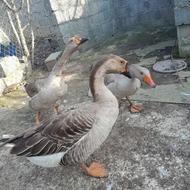 غاز اوکراینی درشت