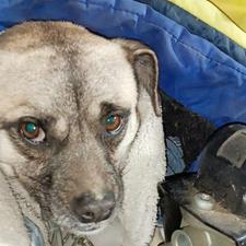 واگذاری سگ خانگی بازیگوش