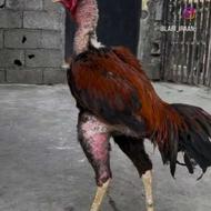 خروس لاری نسل دار و قابل استعلام