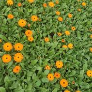 خدمات باغبانی و فضای سبز