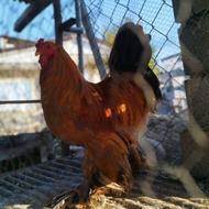 فروش خروس برهما