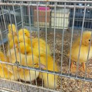 اردک پکنی تعداد و تک