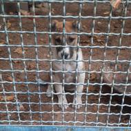 سه عدد توله سگ واگذاری