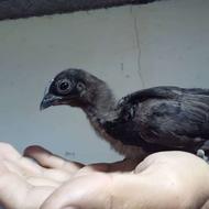 جوجه سیاه نژاد آیام سمانی