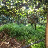 ویلا با تمام امکانات با ویو عالی