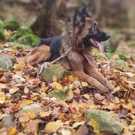 سگ ژرمن شپرد واگذاری