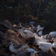 فروش تعدادی اردک اسراییلی نر و ماده