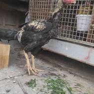 خروس لاری افغان اصل