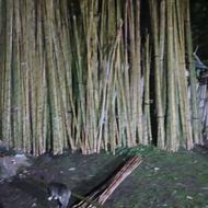 بامبو بریده شده از یک سانت تا چهار نیم متری