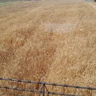 خریدار گندم و جو