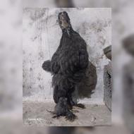 74 عدد جوجه های نژاددار به صورت درهم برهما گلین آمرکانا لاری