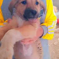 واگذاری فوری توله سگ ژرمن سرابی