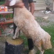 گوسفند نر وماده