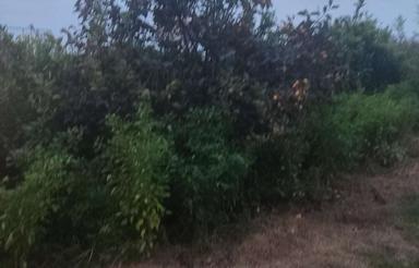 زمین و باغ مرکبات درفولاد کلا بابلسر