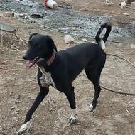 این حیون دوروزه گمشده