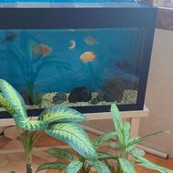 آکواریوم 10 میل