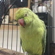 ملنگو ماده بالغ