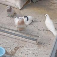 کله هما خال اغون سفید