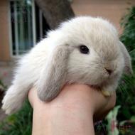 خرگوش لپ مینیاتوری