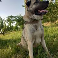 سگ کانال نگهبان واگذار